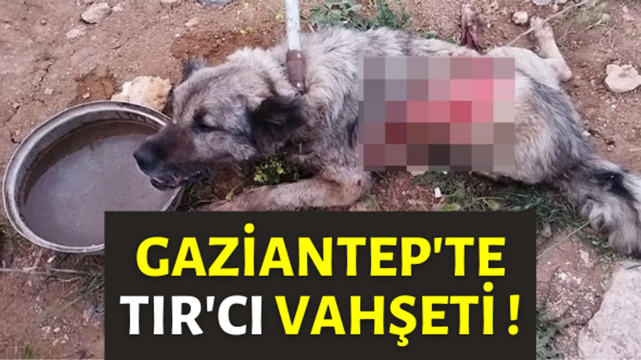 Tırın çarptığı köpek hayvan hastanesine kaldırıldı