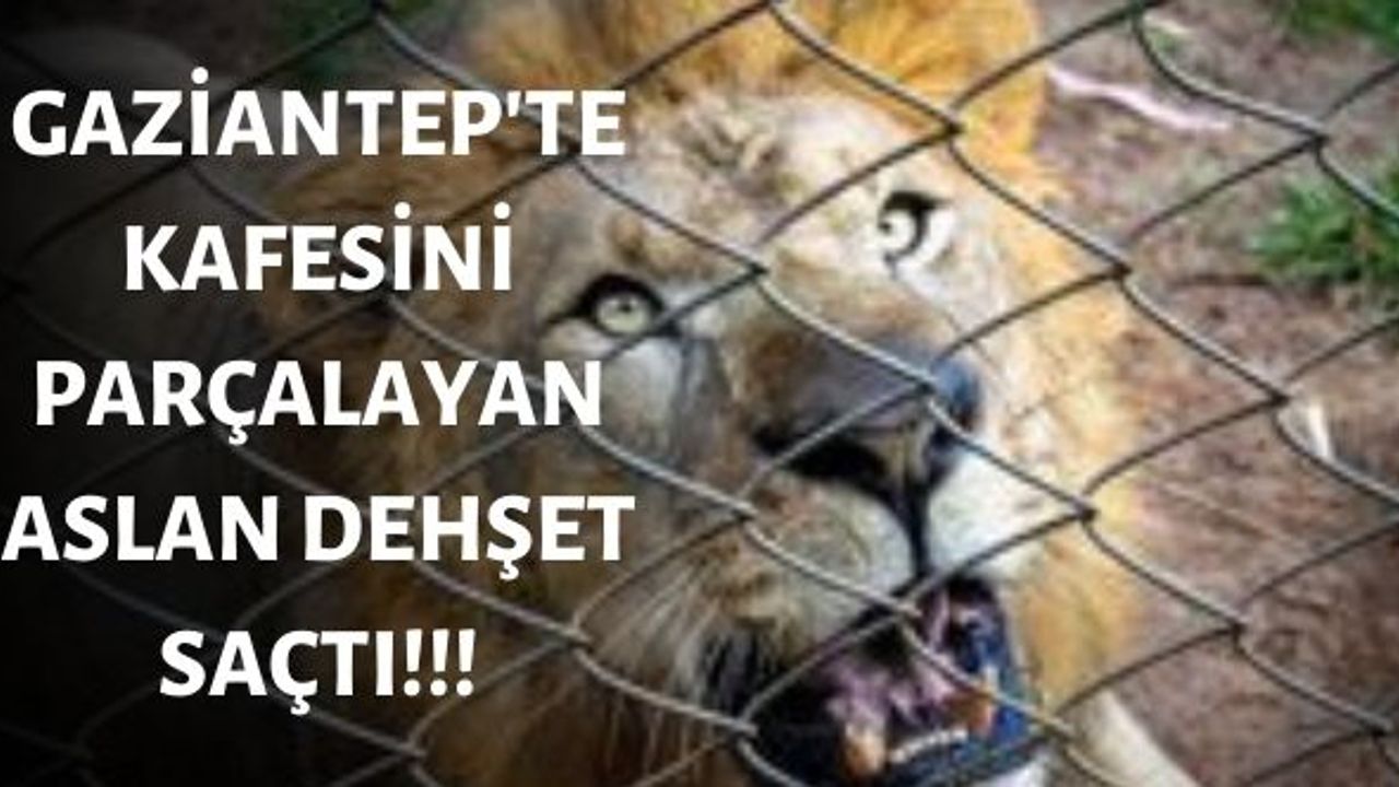 Gaziantep Hayvanat bahçesinde dehşet! Kafesini parçalayan aslan 3 kişiyi yaraladı