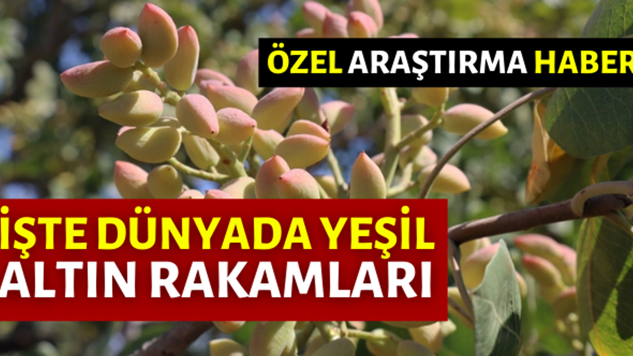 Antep fıstığı, Antep’in fıstığı mı?