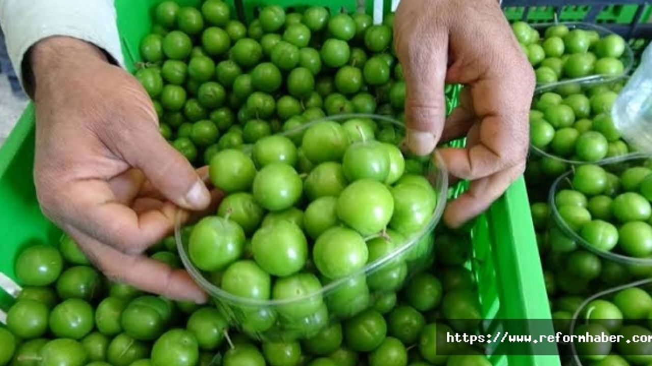 Yaz meyvelerinin gözdesi yeşil eriğin sağlığa faydaları