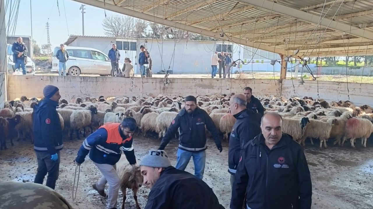 Gaziantep'te depremzedelere telef olan hayvanlarının yerine 9 bin hayvan verildi