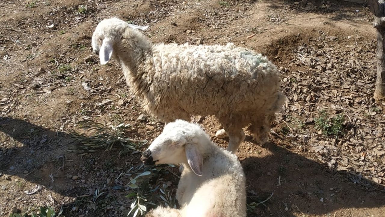 Gaziantep'te mucize... Yıkılan ahırın enkazından iki koyun depremin 17. gününde canlı çıkarıldı