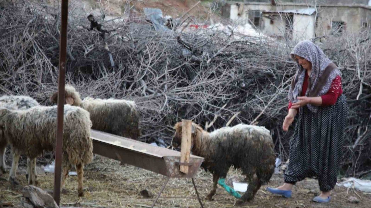 Gaziantep Nurdağı’nda 605 saat sonra 5 koyun sağ çıkarıldı