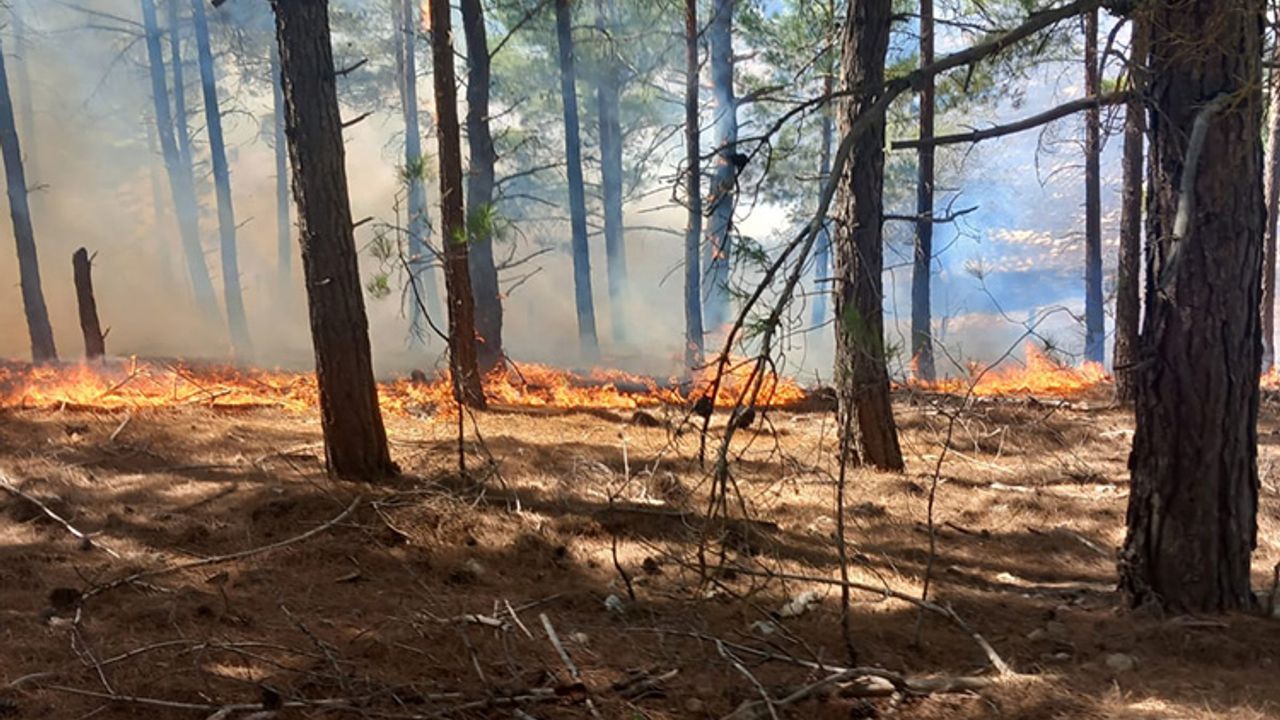 Adana'da Çıkan Orman Yangınına Müdahale Sürüyor