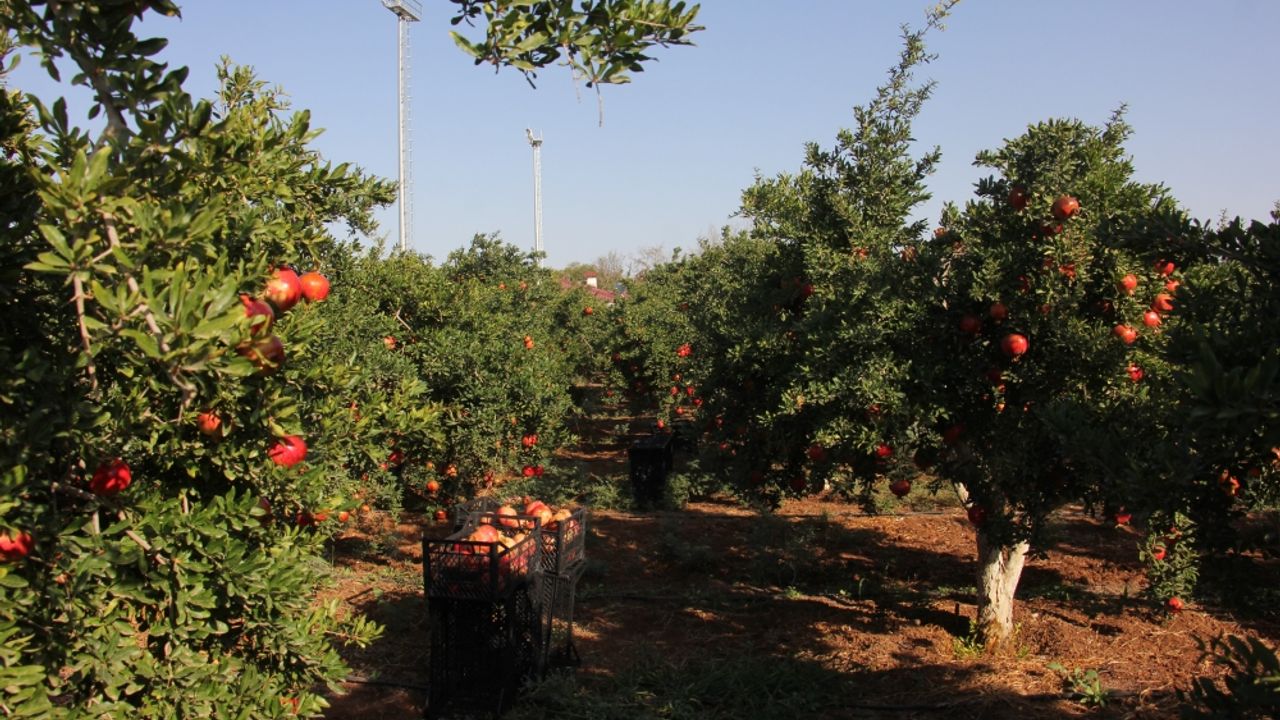 Kilis'te 10 bin dekar alanda yetiştirilen Hicaz narında hasat devam ediyor