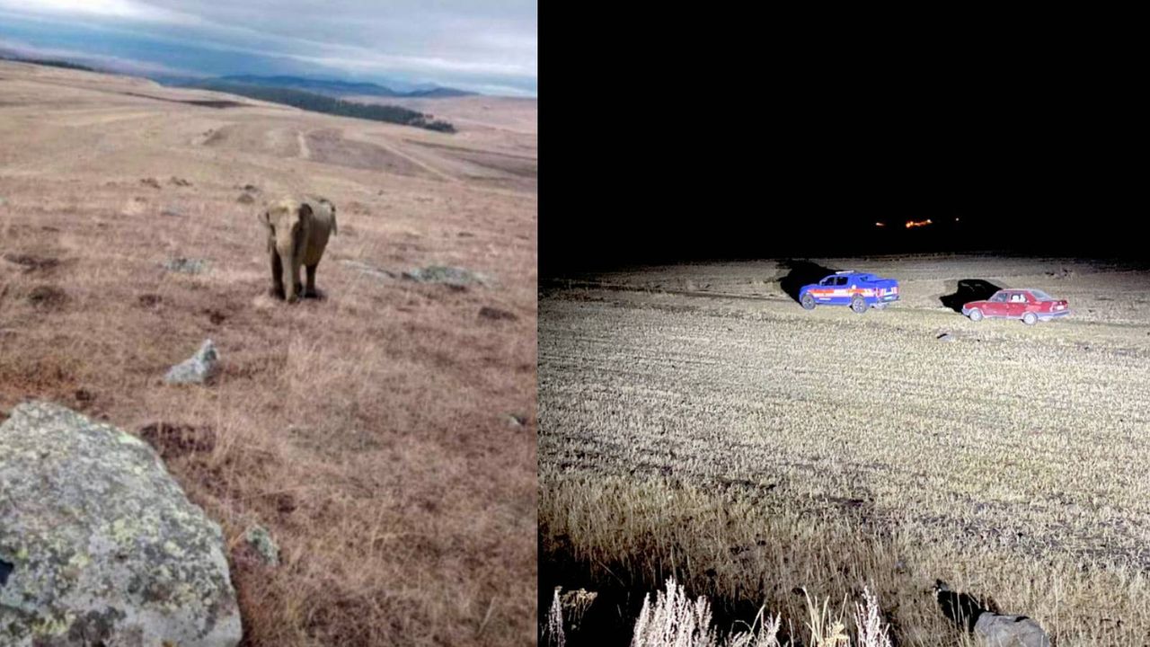 VİDEO HABER/ Ardahan'da bir çobanın paylaştığı fil fotoğrafı, Jandarma'yı harekete geçirdi