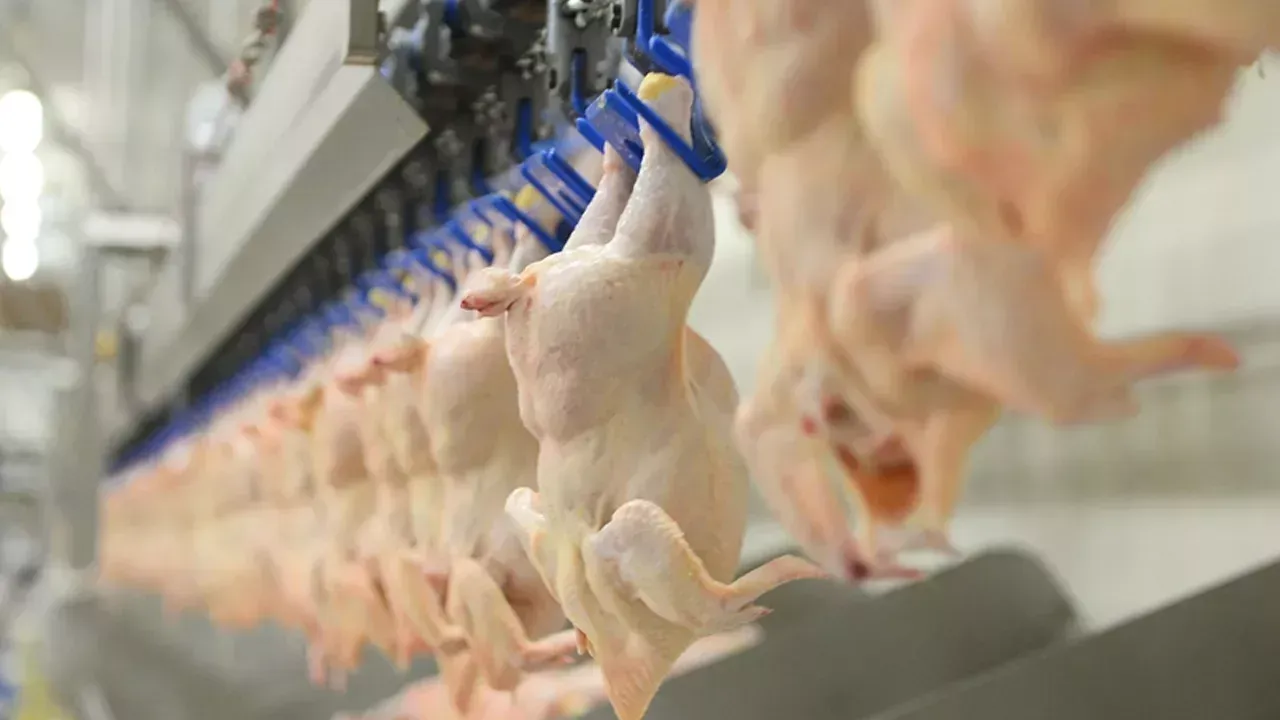 Dev firmalara soruşturma. Tavuk sektöründe neler oluyor.