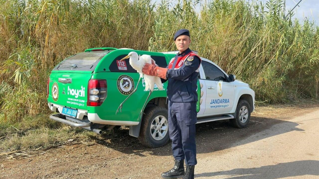 Kilis'te jandarmanın bulduğu yaralı büyük ak balıkçıl kuşu koruma altına alındı