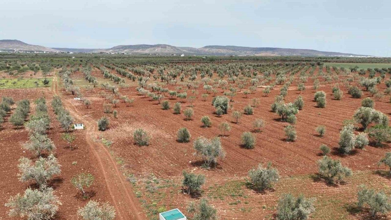Kilis’te atık sular tarıma can suyu oluyor!