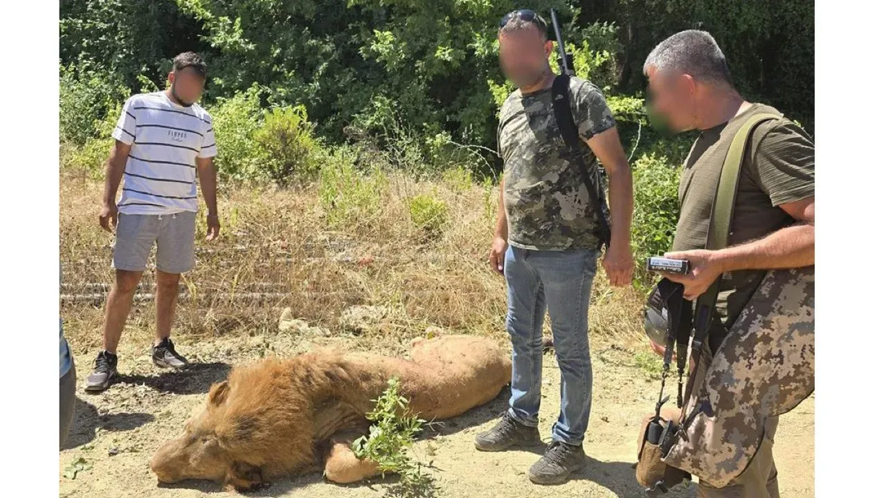 Antalya'da hayvan parkından kaçarak 1 kişiyi yaralayan aslan Zeus öldürüldü