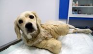 SAMSUN - Bacakları kesilmiş halde bulunan köpeğin durumu iyiye gidiyor