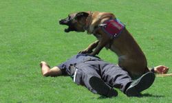 Jandarma itaat köpeği Rüzgar, bakıcısına kalp masajı yaptı