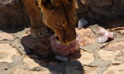 Gaziantep Hayvanat Bahçesi’ndeki  aslanlara sürpriz yapıldı!