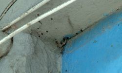 Binayı yüzlerce kene istila etti