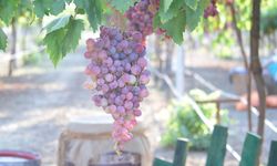 Tekirdağ’da bağ bozumu şenliği: Türkiye üzüm ihracatında dünya birincisi