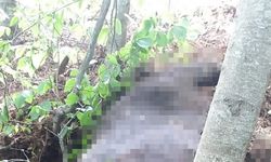 Kayıp mandalarını ormanda silahla vurulmuş halde buldu