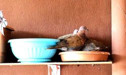 Kumru ve güvercin arasındaki yuva mücadelesi kötü bitti