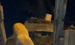 Misafir olarak geldiği köyde havlayan köpeğe kurşun yağdırdı