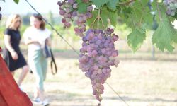 Bağ bozumu şenliği: Türkiye üzüm ihracatında dünya birincisi