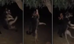 Köpeği ağaca asarak öldüren şahıs yakalandı