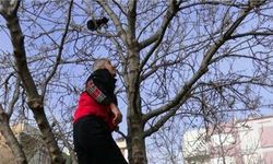 Ne döner ne kedi sesi ağaçtan indiremedi