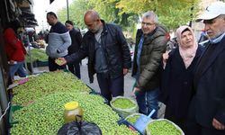 Gaziantep’te yeşil zeytin tezgaha indi