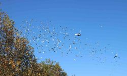 Diyarbakır semalarına on bin güvercin bırakıldı