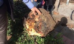 Başına ağaç düştü, tazminat kazandı