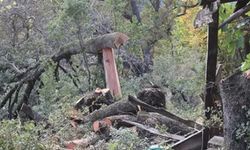 Gaziantep'te "ormandan ağaç kesimine" ilişkin açıklama