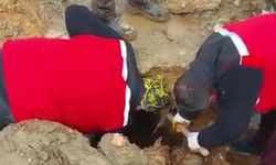 322 saat sonra enkazdan iki koyun ve bir kuzu canlı çıkarıldı