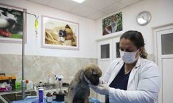 Enkazda sahiplerini kaybeden ‘Afet’ isimli köpeğe büyükşehir sahip çıktı