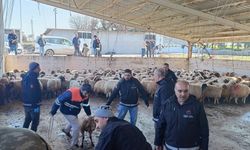 Gaziantep'te depremzedelere telef olan hayvanlarının yerine 9 bin hayvan verildi