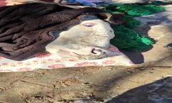 Enkazdan çıkarılan inek, battaniyelere sarıldı