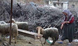 Gaziantep Nurdağı’nda 605 saat sonra 5 koyun sağ çıkarıldı