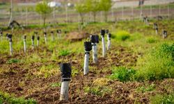 Diyarbakır’da fıstık ve ceviz ağaçları aşılanıyor
