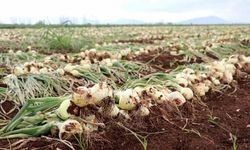 Soğana Talep Yok, Ürünler Tarlada Kaldı!