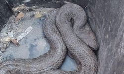 Araç içerisinde sıkışan dev yılan, ekipler tarafından kurtarıldı