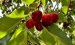 Üreticiler ile tüccarlar fiyatta anlaşamazsa kiraz dalında kalacak