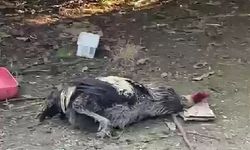 Nefesi Tükenene Kadar Öten Horoz Bayıldı! İşte O Anlar