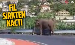 VİDEO HABER / İtalya’da sirkten kaçan fil otoyola çıktı
