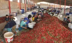 ÖZEL HABER | Gaziantep İslahiye'de En Acı Mesai Başladı!