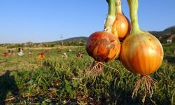 Soğanın Tarla ve Tezgah Fiyatı Arasındaki Fark Büyüdü!