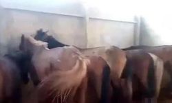 Adana'da at ve eşek kesimine 1 tutuklama!