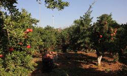 Kilis'te 10 bin dekar alanda yetiştirilen Hicaz narında hasat devam ediyor