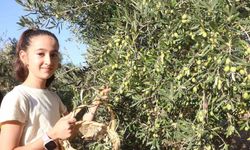 VİDEO HABER/ Enkaz kentte zeytin hasadı buruk başladı