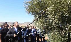 Türkiye’nin en kaliteli zeytinin üretildiği Kilis’te hasat başladı