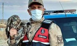 Kilis'te jandarma tarafından bulunan yaralı şahin koruma altına alındı