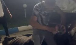 İneğe alkol içirip eziyet edenler serbest bırakıldı