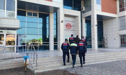 Zeytin hırsızları Jandarma dedektiflerinin ağında yakalandı