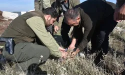 VİDEO HABER /  Şanlıurfa'da yol kenarında bulunan aslan yavrusu kurtarılamadı